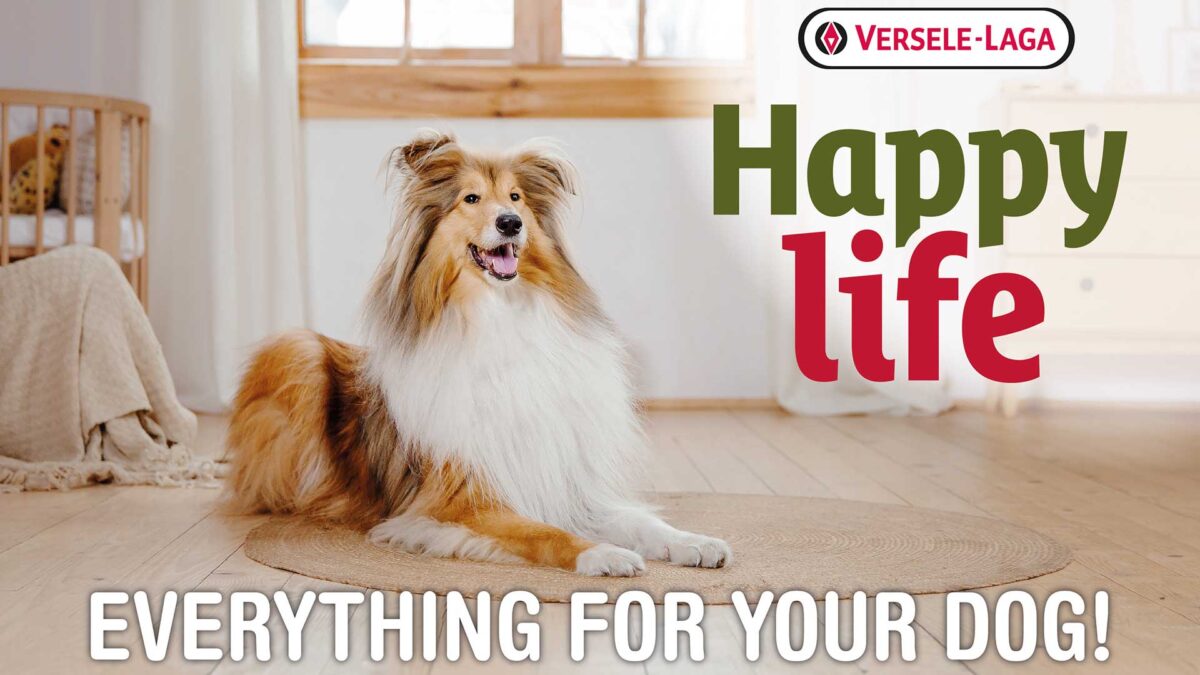 AniDis_HEADER AniDis Wholesale Graphics